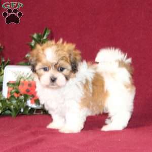 Allspice, Teddy Bear Puppy